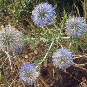 Photographie n°178901 du taxon Echinops ritro L. [1753]