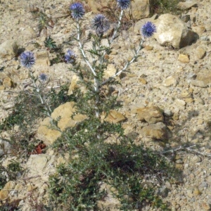 Photographie n°178904 du taxon Echinops ritro L. [1753]