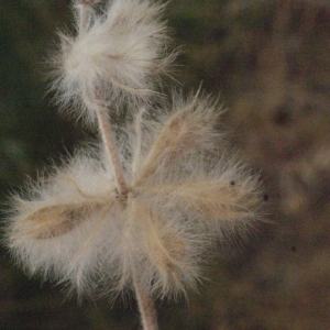 Photographie n°178926 du taxon Phlomis lychnitis L. [1753]