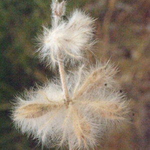 Photographie n°178927 du taxon Phlomis lychnitis L. [1753]