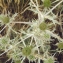  Liliane Roubaudi - Eryngium campestre L.