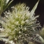  Liliane Roubaudi - Eryngium campestre L.