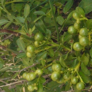 Photographie n°178962 du taxon Jasminum fruticans L. [1753]