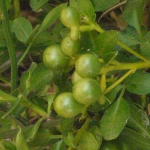 Photographie n°178963 du taxon Jasminum fruticans L. [1753]