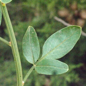 Photographie n°178968 du taxon Jasminum fruticans L. [1753]