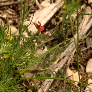 Photographie n°179051 du taxon Lathyrus nissolia L. [1753]