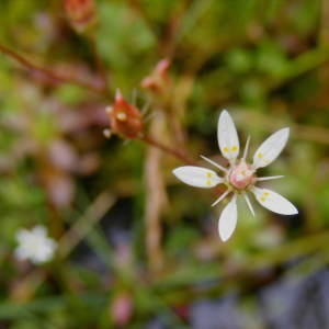 Saxifraga stellaris subsp. comosa Retz. (Saxifrage d'Engler)