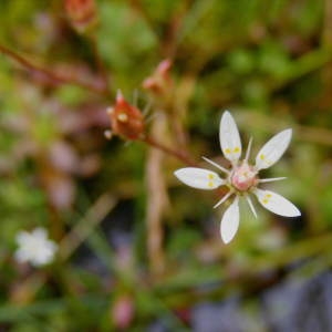  - Saxifraga stellaris subsp. robusta (Engl.) Gremli [1885]