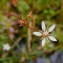  Jean-Claude Calais - Saxifraga stellaris subsp. robusta (Engl.) Gremli [1885]