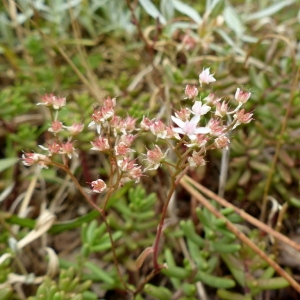 Photographie n°179105 du taxon Sedum album L. [1753]