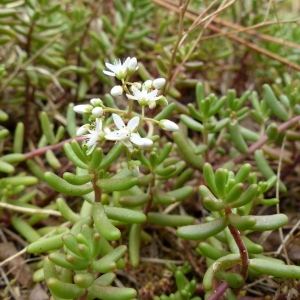 Photographie n°179106 du taxon Sedum album L. [1753]