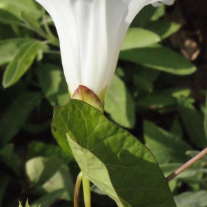 Photographie n°179107 du taxon Calystegia sepium (L.) R.Br. [1810]