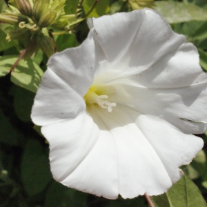 Photographie n°179108 du taxon Calystegia sepium (L.) R.Br. [1810]