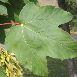 Photographie n°179111 du taxon Acer pseudoplatanus L.