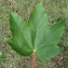  Liliane Roubaudi - Acer pseudoplatanus L.