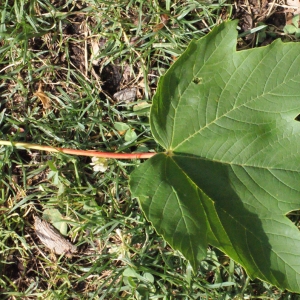 Photographie n°179116 du taxon Acer pseudoplatanus L.