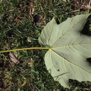 Photographie n°179117 du taxon Acer pseudoplatanus L.