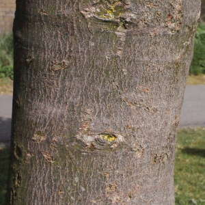 Photographie n°179119 du taxon Acer pseudoplatanus L.