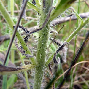 Photographie n°179149 du taxon Echium vulgare L. [1753]