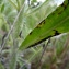  Emmanuel Stratmains - Echium vulgare L. [1753]