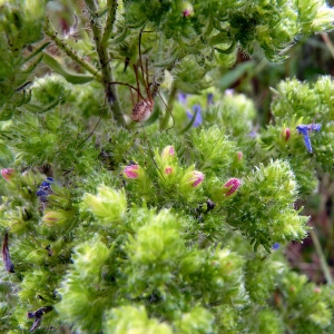 Photographie n°179160 du taxon Echium vulgare L. [1753]