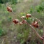  Emmanuel Stratmains - Saxifraga granulata L. [1753]