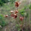  Emmanuel Stratmains - Saxifraga granulata L. [1753]