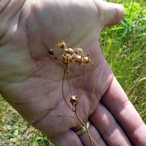 Photographie n°179170 du taxon Saxifraga granulata L. [1753]