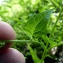  Emmanuel Stratmains - Chenopodium hybridum L. [1753]