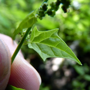 Photographie n°179181 du taxon Chenopodium hybridum L. [1753]