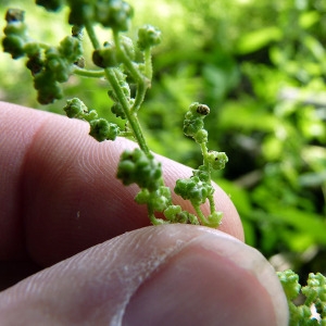  - Chenopodium hybridum L. [1753]