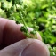  Emmanuel Stratmains - Chenopodium hybridum L. [1753]