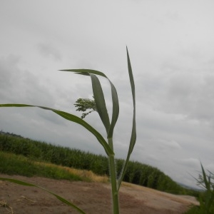 Photographie n°179206 du taxon Panicum miliaceum L. [1753]