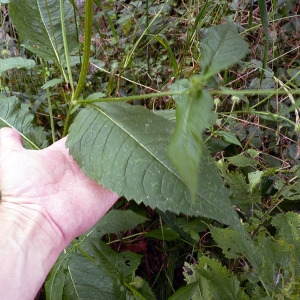 Photographie n°179221 du taxon Dipsacus pilosus L.