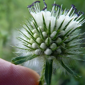 Photographie n°179222 du taxon Dipsacus pilosus L.