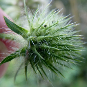 Photographie n°179223 du taxon Dipsacus pilosus L.