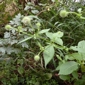 Photographie n°179224 du taxon Dipsacus pilosus L.