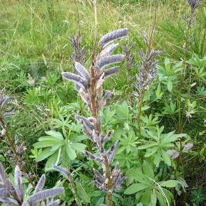 Photographie n°179226 du taxon Lupinus polyphyllus Lindl. [1827]