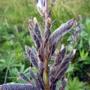 Photographie n°179229 du taxon Lupinus polyphyllus Lindl. [1827]