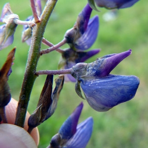 Photographie n°179230 du taxon Lupinus polyphyllus Lindl. [1827]