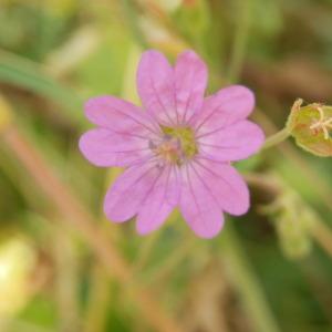 GERANIACEAE