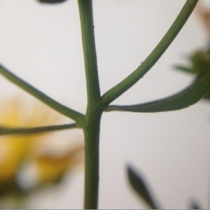 Photographie n°179248 du taxon Hypericum perforatum L. [1753]
