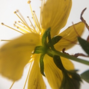 Photographie n°179249 du taxon Hypericum perforatum L. [1753]