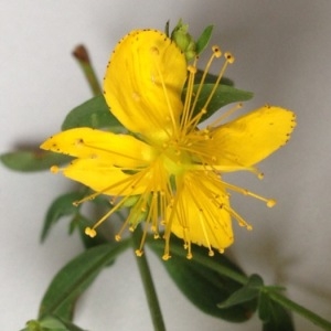 Photographie n°179250 du taxon Hypericum perforatum L. [1753]