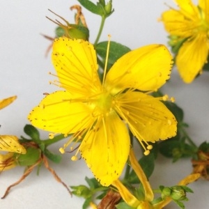 Photographie n°179251 du taxon Hypericum perforatum L. [1753]