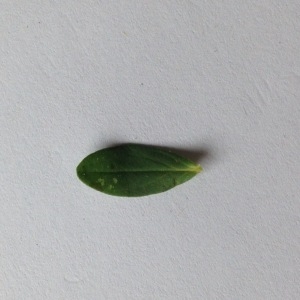 Photographie n°179252 du taxon Hypericum perforatum L. [1753]