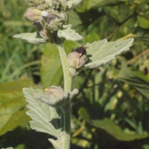 Photographie n°179263 du taxon Althaea officinalis L.