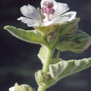 Photographie n°179264 du taxon Althaea officinalis L.