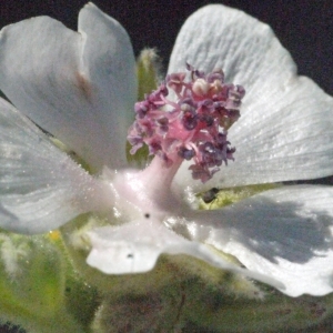 Photographie n°179266 du taxon Althaea officinalis L.