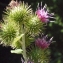  Liliane Roubaudi - Arctium minus (Hill) Bernh. [1800]